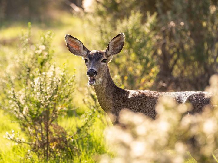 Granzella’s Inn | Williams, California | 5